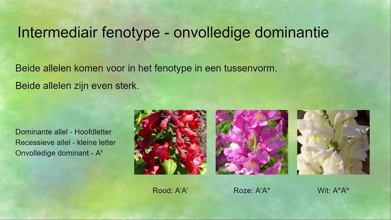 Intermediair fenotype (onvolledig dominantie) en co-dominantie - YouTube