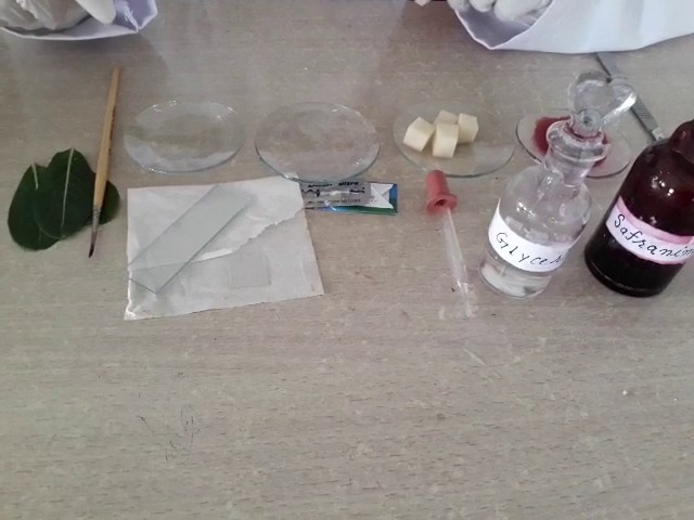 How to do section cutting of leaf How to do section cutting of leaf