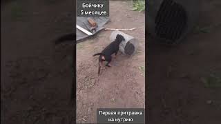 Ягдтерьер. Притравка На Нутрию