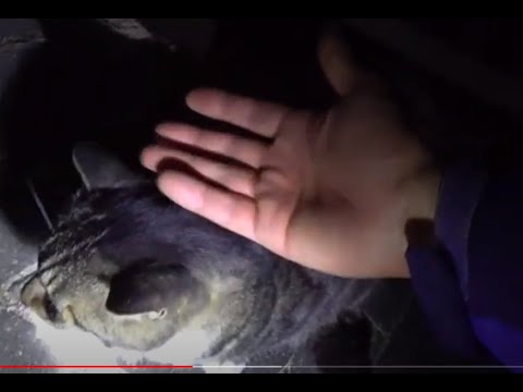 나를 미행하던  귀여운  야생 길냥이와의 만남..Meeting a <strong>cute</strong> wild <strong>cat</strong> who was following me......Jeonju ...... 全州市