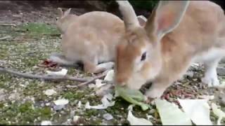 うさぎの島からライブ中継