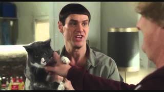Dumb And Dumber 2 - Cat Name