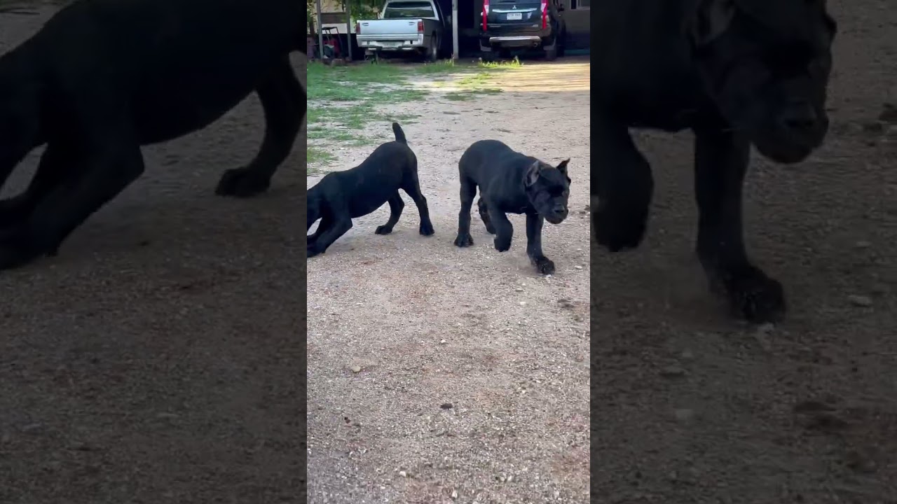 Cane Corso all black puppies 