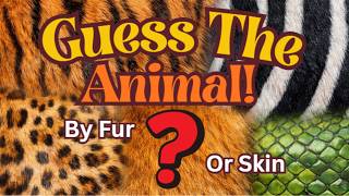 Guess The Animal By Fur Or Skin | Animal Guessing Game for Kids | Fun Learning With Anna Official screenshot 5