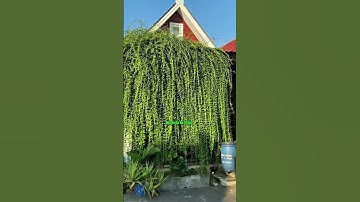 Cây Cúc Tần Ấn Độ: Rèm Xanh Che Nắng, Trang Trí Đẹp Mê Ly!