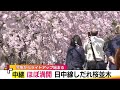 SLとサクラ 日中線しだれ桜並木が見頃に イベントやライトアップでおもてなし<福島・喜多方市> (24/04/12 21:00)