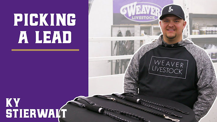 Choosing a Cattle Lead