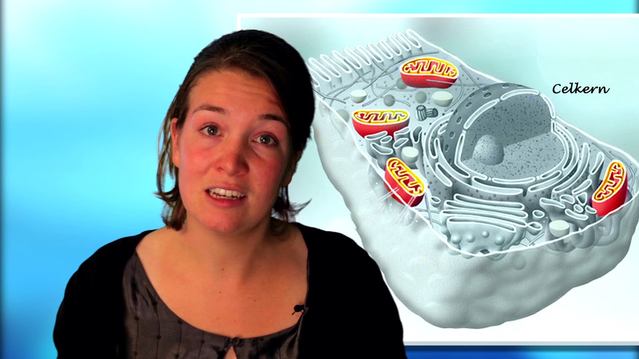 Biologie, Ordening - De 4 Rijken - YouTube