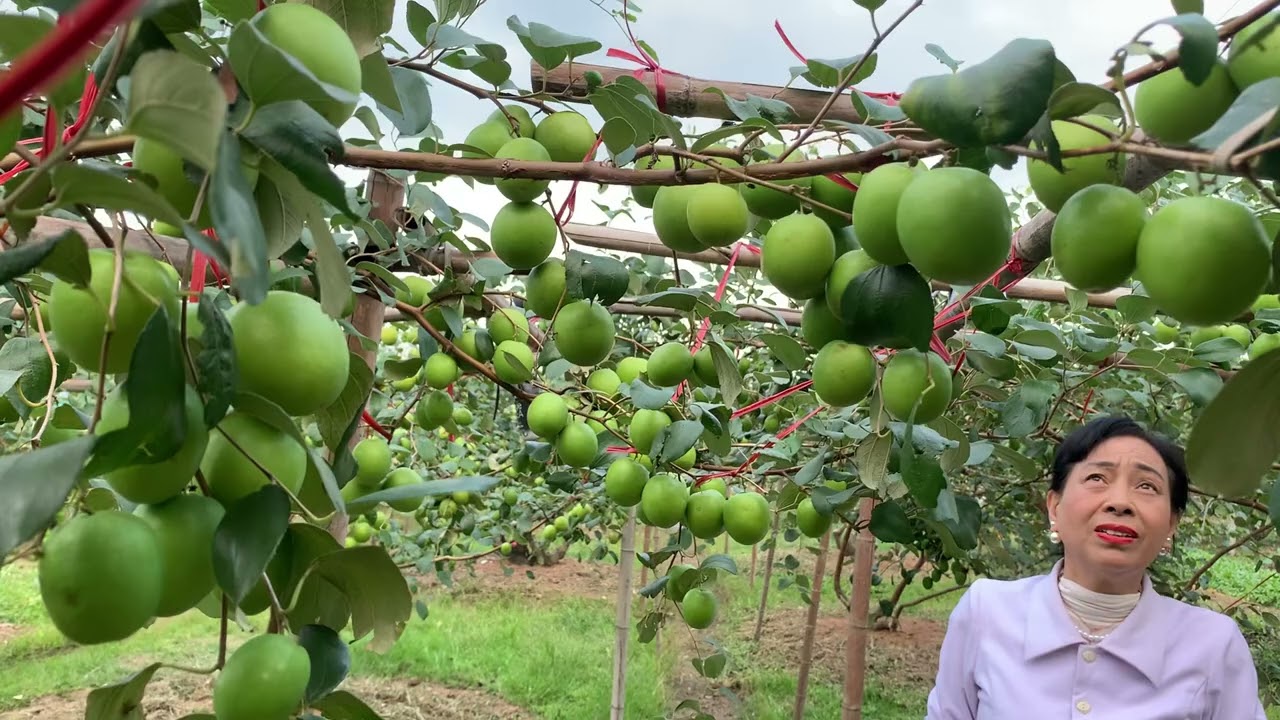 Chia sẻ kỹ thuật chăm sóc Táo, Thời điểm để bón phân Cho táo phát triển tốt sai hoa đậu quả ￼mã đẹp