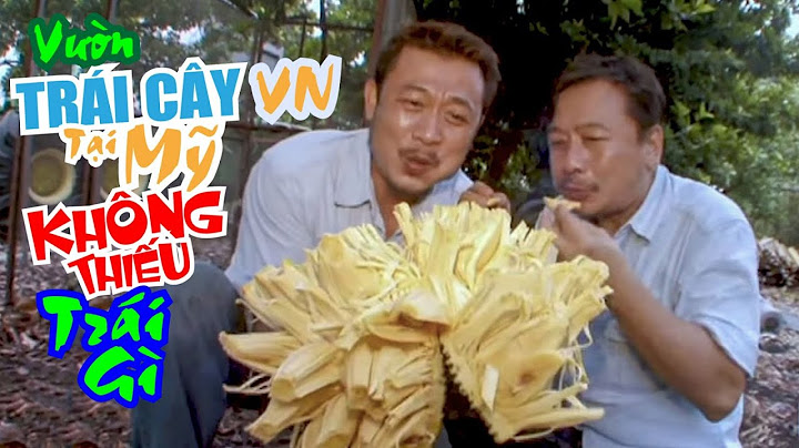 VAN SON 😊 Florida  Phẫn 4 | Vườn Trái Cây Người Việt Tại Mỹ Không Thiếu Trái Gì | Vân Sơn -Việt Thảo