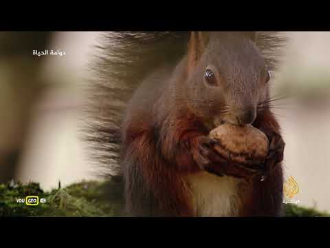 دو امة الحياة