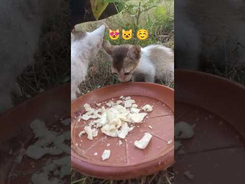 Baby Kitten Cat Cutecat Shorts Miawmiaw Trendingshorts Lovelycat Kittencuddles Flyxo