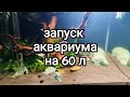 Запуск аквариума на 60 литров