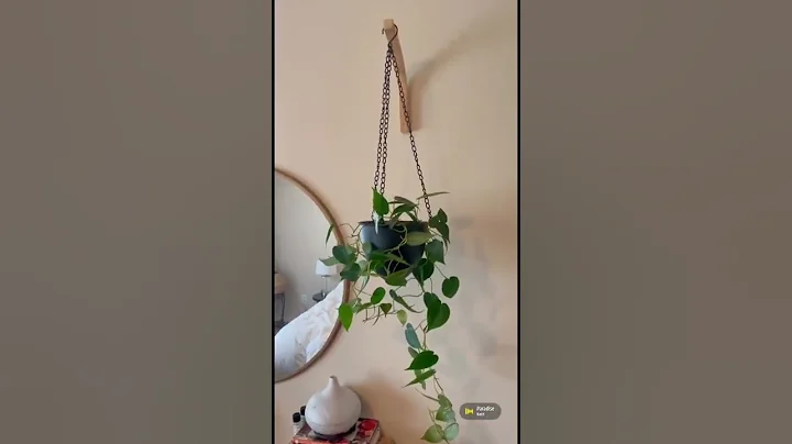 Amazon plant hanger 😍