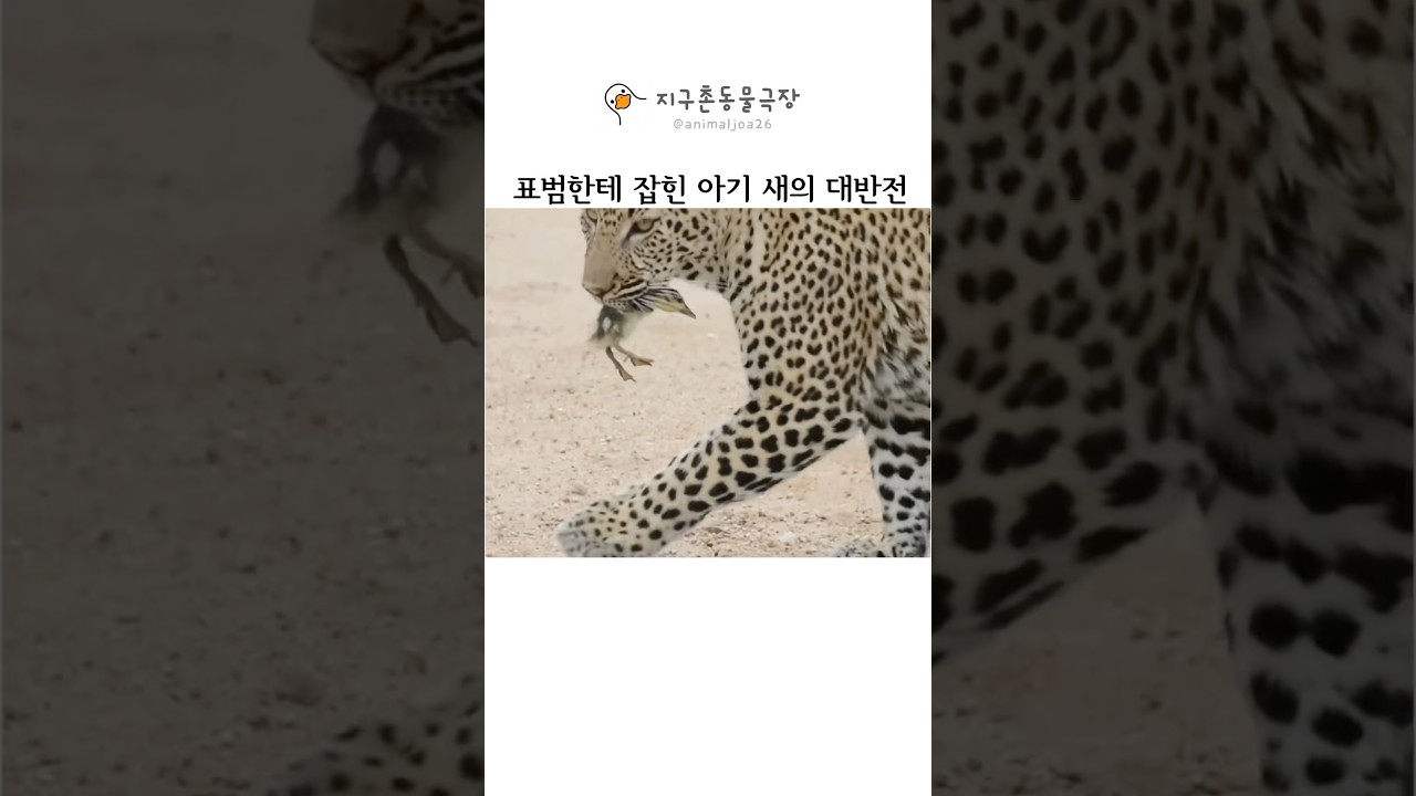 표범 의외로 친절할지도?