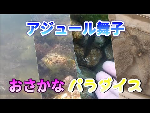 Many fish can be seen at Azure Maiko in Kobe City.