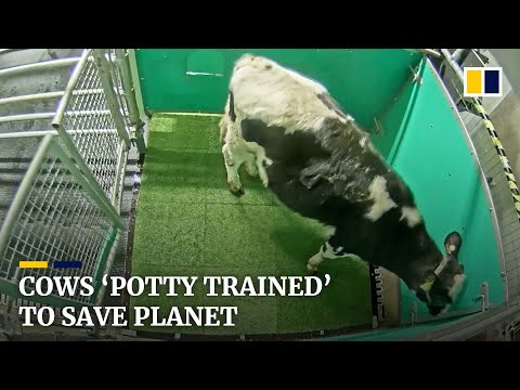 Scientists ‘potty train’ cows to reduce greenhouse gas emissions