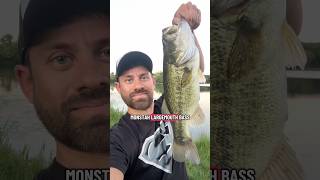 Fishing with a Texas rigged Senko 🎣 #fishing #fishinglife #fishingtips #fishinglures #bassfishing