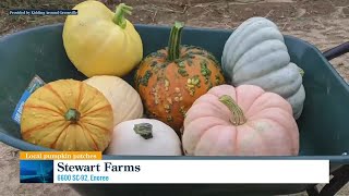 Roundup of pumpkin patches and fall fun for families