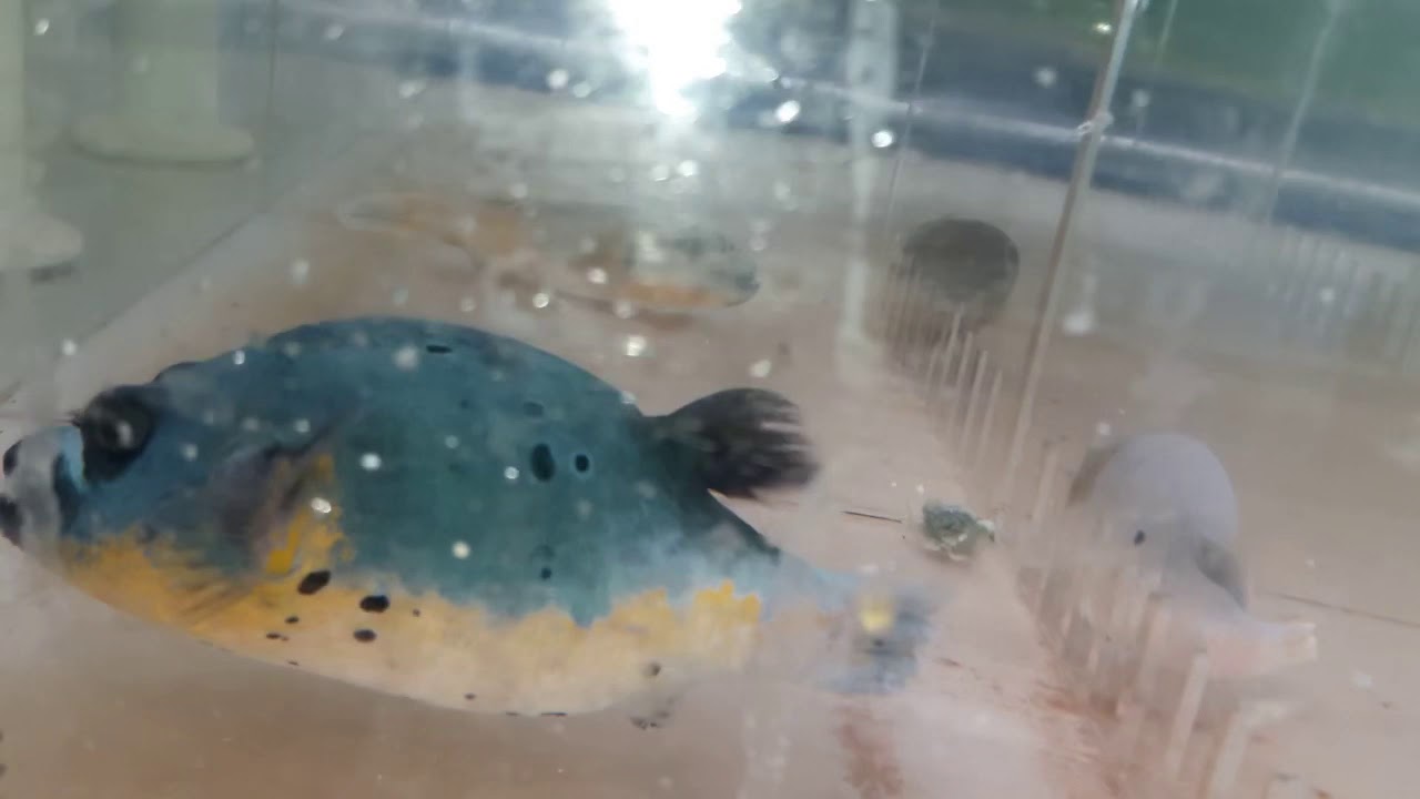 My CRAZY trip to a Los Angels marine fish wholesaler, Sea Dwelling Creatures