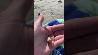 Cute little guy found in the ocean at Myrtle Beach