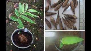 Les Brown Chinese Bamboo Tree Story 720p