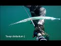 Zoru başardık. Zıpkınla zargana (sargan) avı Spearfishing big garfish