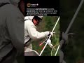 Maintaining Power Lines at Height