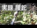 本職が腰鉈(コシナタ)で剪定枝葉をドンドン捌いていくシーン、Japanese Hatchet