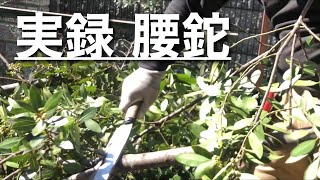 本職が腰鉈(コシナタ)で剪定枝葉をドンドン捌いていくシーン、Japanese Hatchet