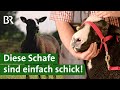 Zwartbles-Schafe | Unser Land | BR Fernsehen