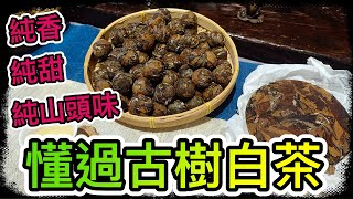 《茶展特輯》EP.02｜你知道雲南也有白茶嗎？普洱茶要如何存放？為什麼古樹茶比較不苦澀？【藝寶堂台灣張哥】