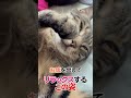 猫の例えが秀逸すぎる4歳児　#猫　#すずつむふう 　#キジトラ　#茶トラ