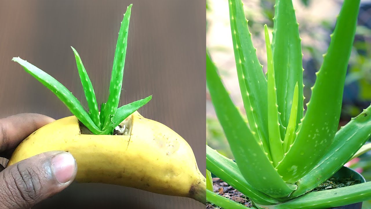 schnaps aus agave Agave Blanco – Non-Alcoholic Alternative
