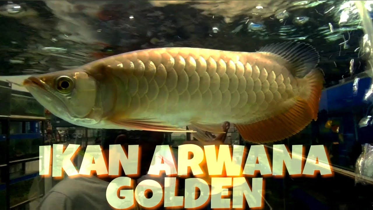  Ikan  Arwana  Golden YouTube