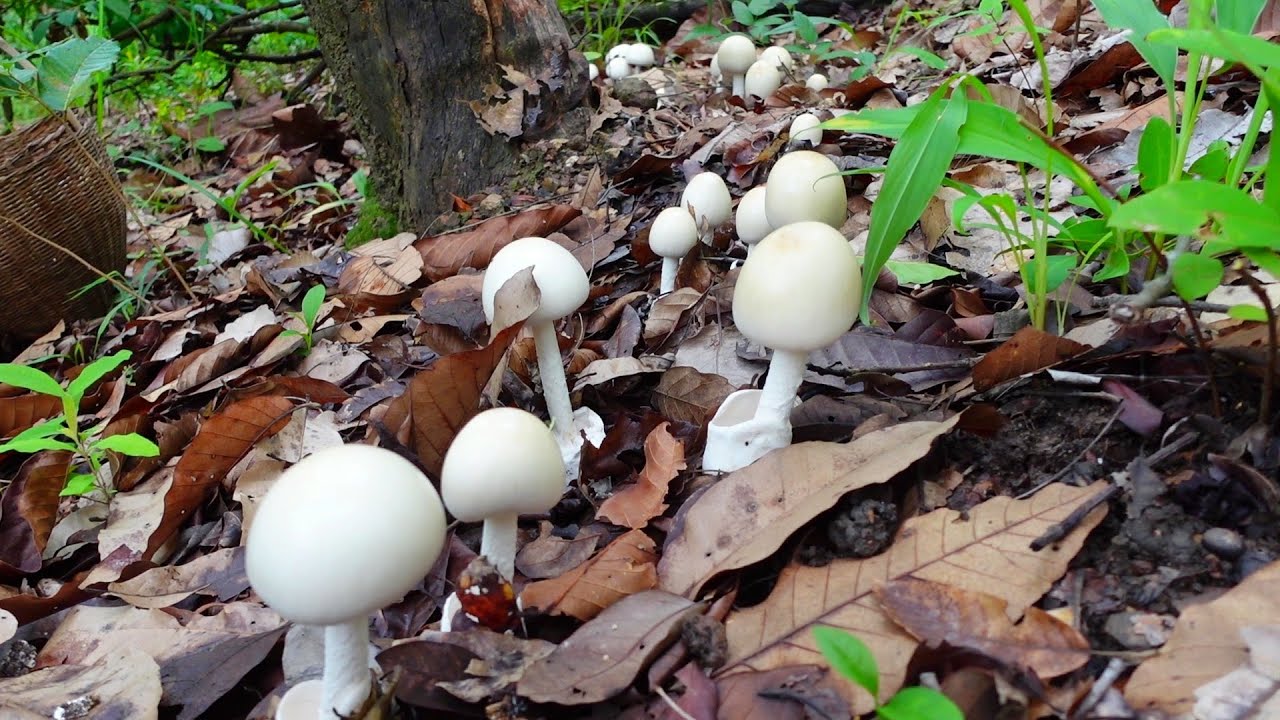 เก็บเห็ดระโงกดอกงามๆ เจอแบบนี้ถึงกับอึ้ง!!วันนี้ล้นตะกร้า