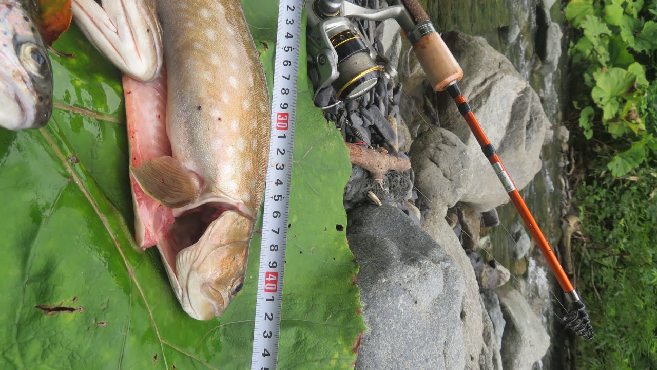 40cm大イワナがキタ━!!【渓流釣り最前線】in 札幌市近郊?道民の森 &『大人の自由研究』イカの塩辛と味の素!釣り餌研究なのだ8月7日 ... - MaxresDefault 40cm大イワナがキタ━!!【渓流釣り最前線】in 札幌市近郊?道民の森 &『大人の自由研究』イカの塩辛と味の素!釣り餌研究なのだ8月7日 ... - MaxresDefault