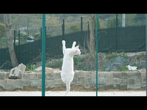 <strong>울타리</strong> 안에 갇힌 고양이들