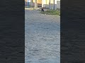 #dog #animais #petsfofinhos #youtubeshorts # viral # cachorros 🐕 🐕 #