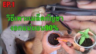 วิธีปลูกเมล็ดกัญชาให้มีอัตราการงอก90%