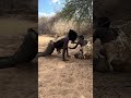 Chaba Scary Moment Bushcraft 