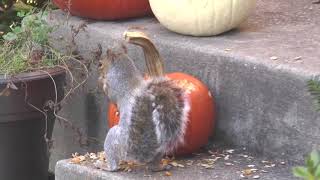 Adorable Squirrel Indulging In Pumpkin Feasting This Halloween!