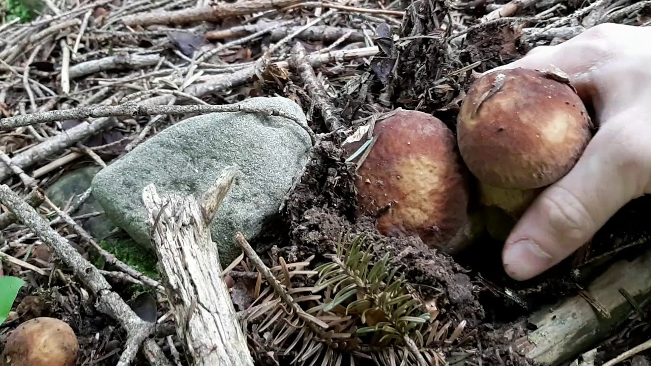 I fioroni degli abeti!Che bellezza!!Buone feste a tutti!!
