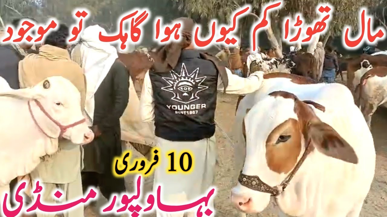 Bahawalpur Cow Mandi | Cholistani Sahiwal & Brahman Bachre Bachrian | Best Qurbani Cattle 2026