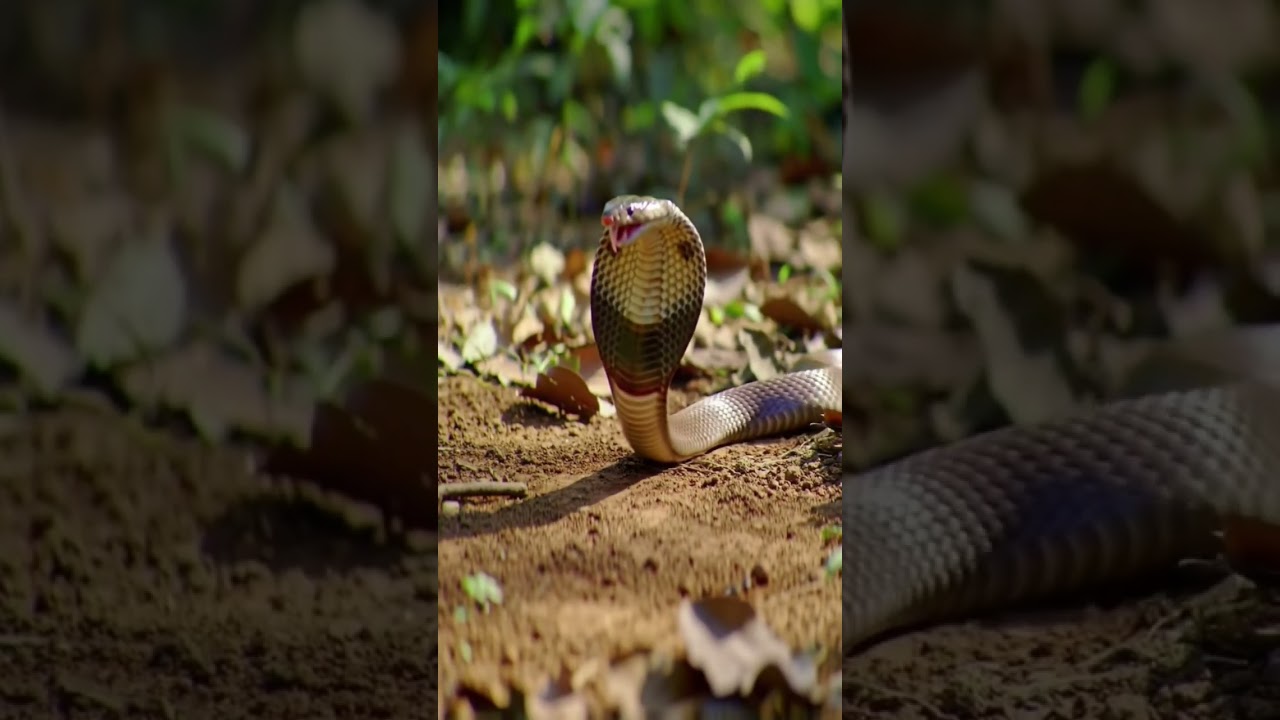 This isn’t just a fight… it’s survival. Mongoose vs Cobra! 
