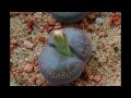 Top 20 Most Interesting Plants of the World