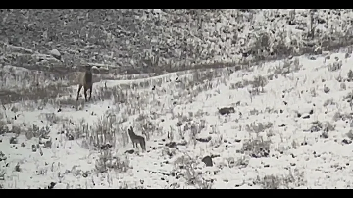 Yellowstone - WILDLIFE