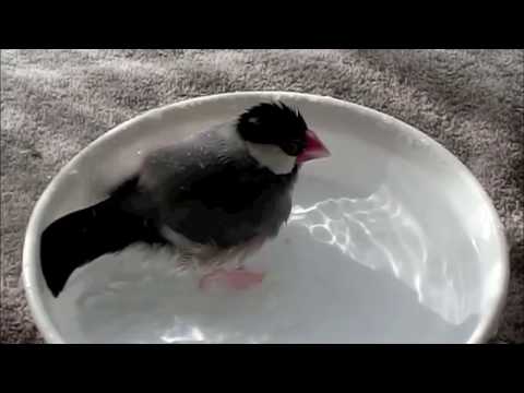 桜文鳥ほーちゃんの水浴びをじっくり観察してみた 文鳥動画 Java Sparrow movie
