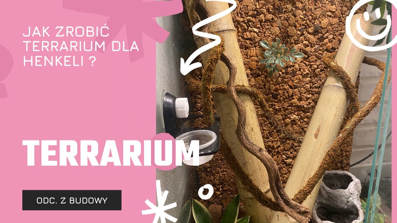 Jak Zrobić Terrarium Dla Gekona Orzęsionego Jak zrobić terrarium dla gekona Henkeli ? - YouTube