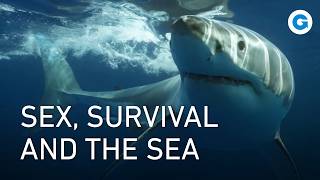 Thumbnail for Deadly Love: The Perils of Mating in the Pacific | Full Wildlife Documentary